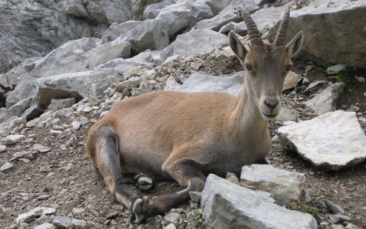 Wallpapers Animals Ibex Bouquetin