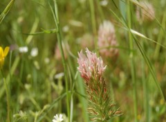 Fonds d'cran Nature fleur des champs