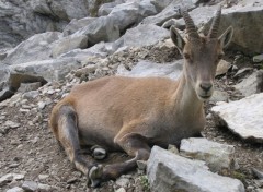 Fonds d'cran Animaux Bouquetin