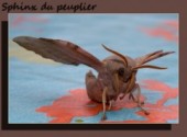 Fonds d'cran Animaux sphinx du peuplier