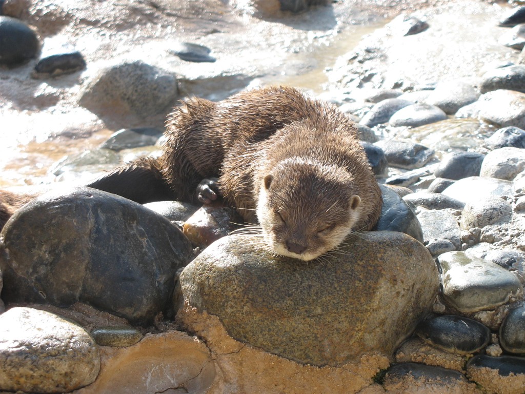 Wallpapers Animals Otters Loutre