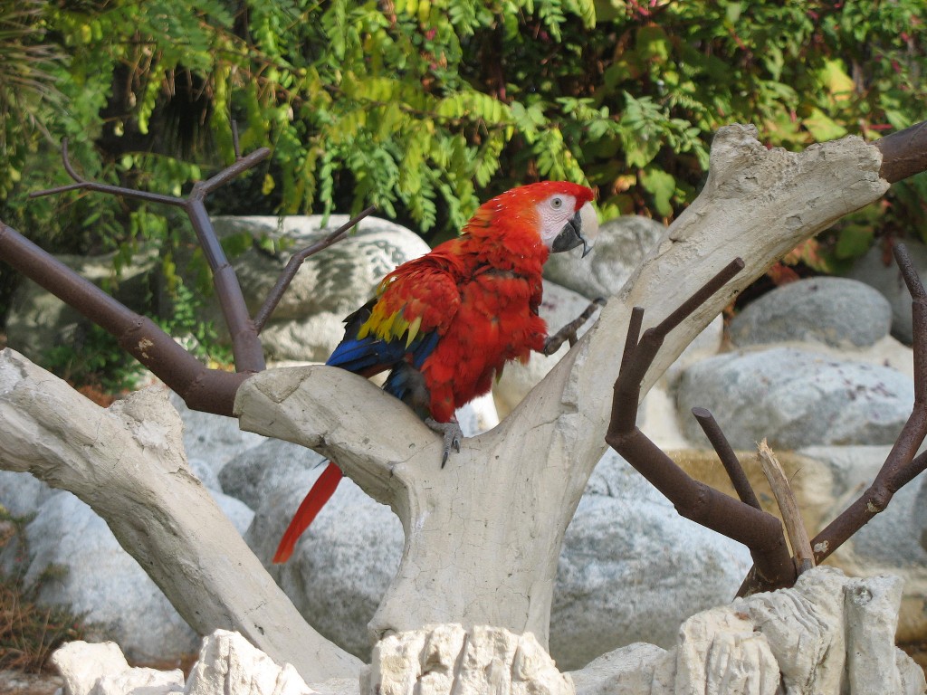 Wallpapers Animals Birds - Parrots Perroquet