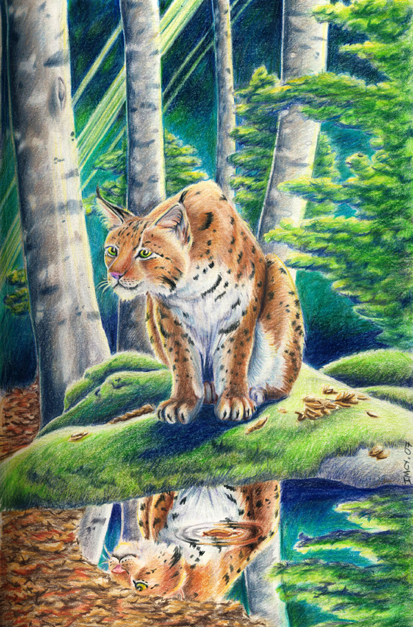 Fonds d'cran Art - Crayon Animaux - Flins Lynx