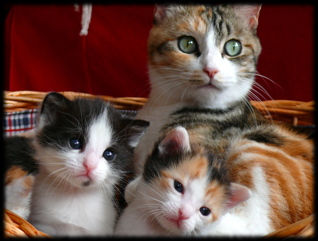 Fonds d'cran Animaux Chats - Chatons Petite Famille