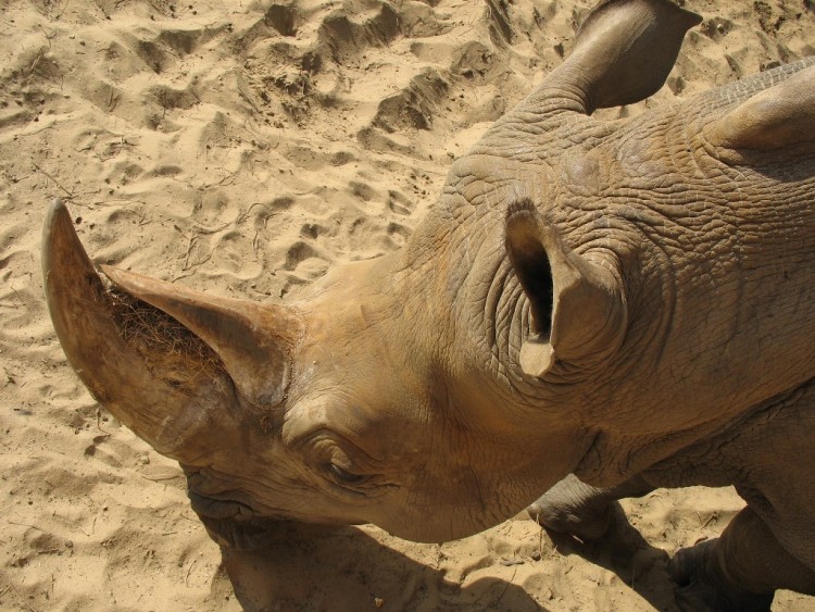 Fonds d'cran Animaux Rhinocros Rhinoceros