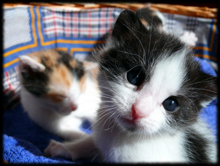 Fonds d'cran Animaux Chats - Chatons Petit Curieux