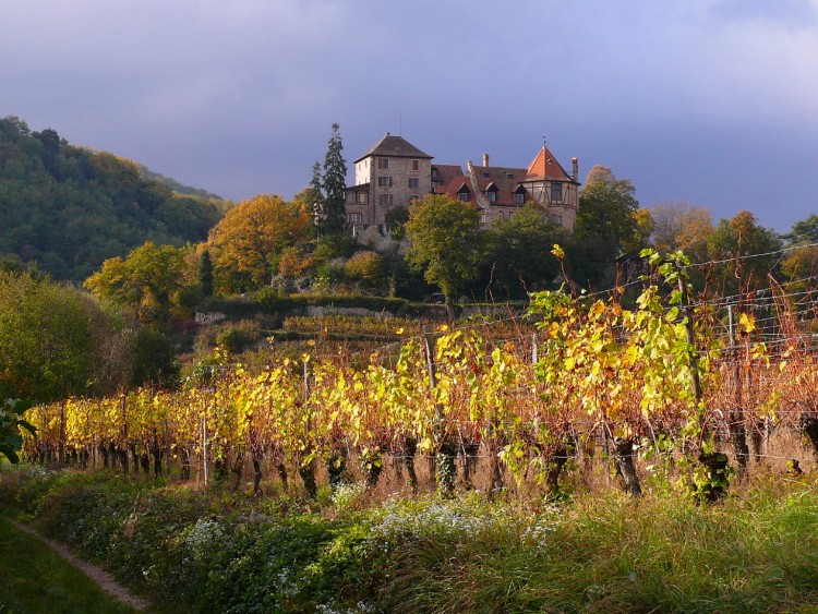 Fonds d'cran Nature Campagne VIGNOBLE DE RORSCHWIHR  68