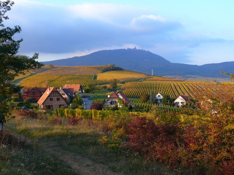 Fonds d'cran Nature Saisons - Automne RORSCHWIHR  68 ET CHATEAU DU HAUT KOENIGSBOURG