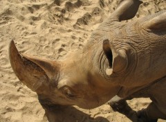 Fonds d'cran Animaux Rhinoceros