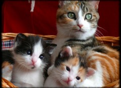 Wallpapers Animals Petite Famille