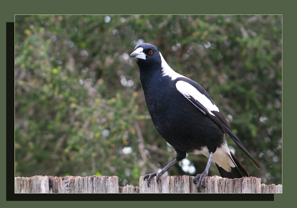 Wallpapers Animals Birds - Misc un cassican fltteur