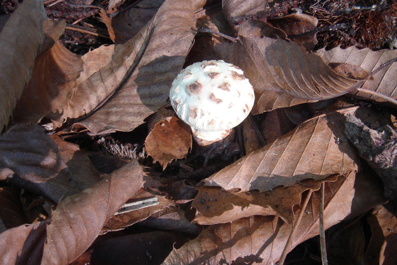 Fonds d'cran Nature Champignons Champignon