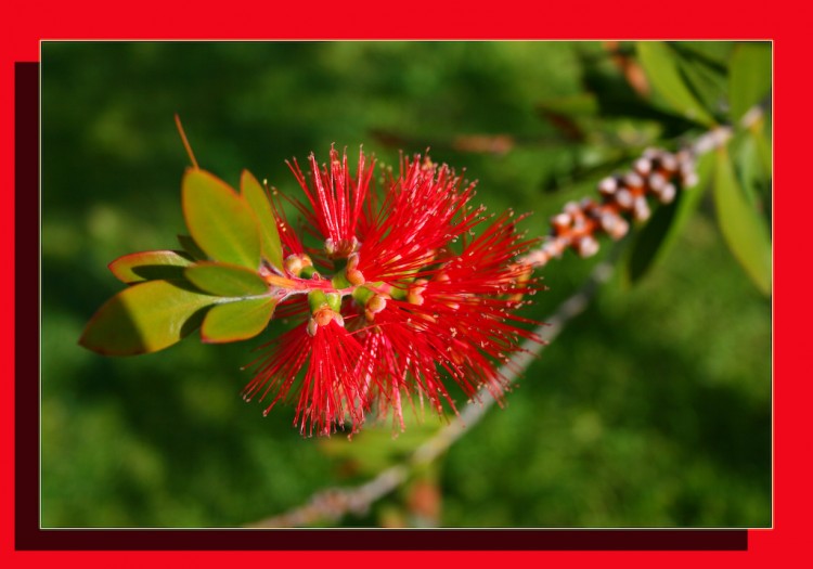 Fonds d'cran Nature Fleurs fleur australienne