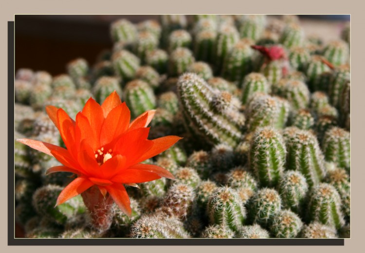 Wallpapers Nature Flowers fleur de cactus