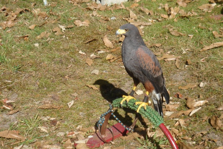 Fonds d'cran Animaux Oiseaux - Rapaces divers buses