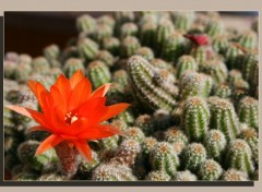 Wallpapers Nature fleur de cactus