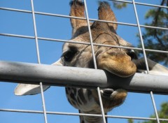 Fonds d'cran Animaux girafe