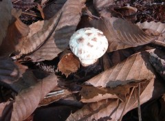 Fonds d'cran Nature Champignon