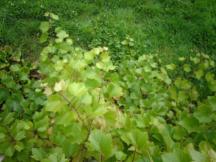 Wallpapers Nature Leaves - Foliage vigne