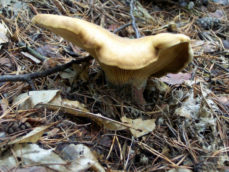 Fonds d'cran Nature Champignons Champi !