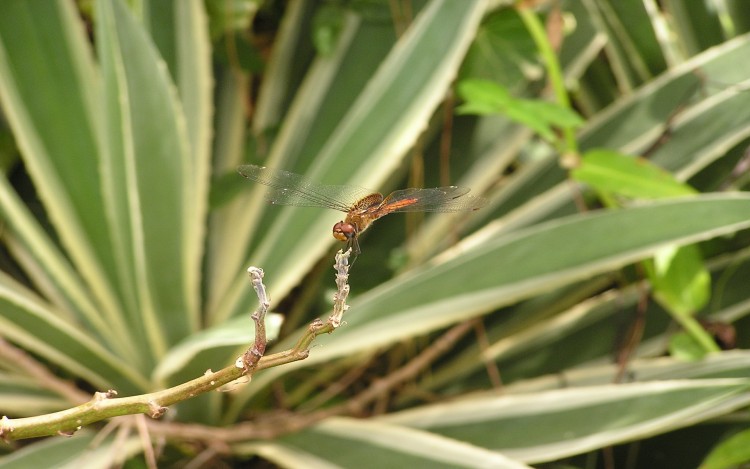 Fonds d'cran Animaux Insectes - Libellules tigibellule