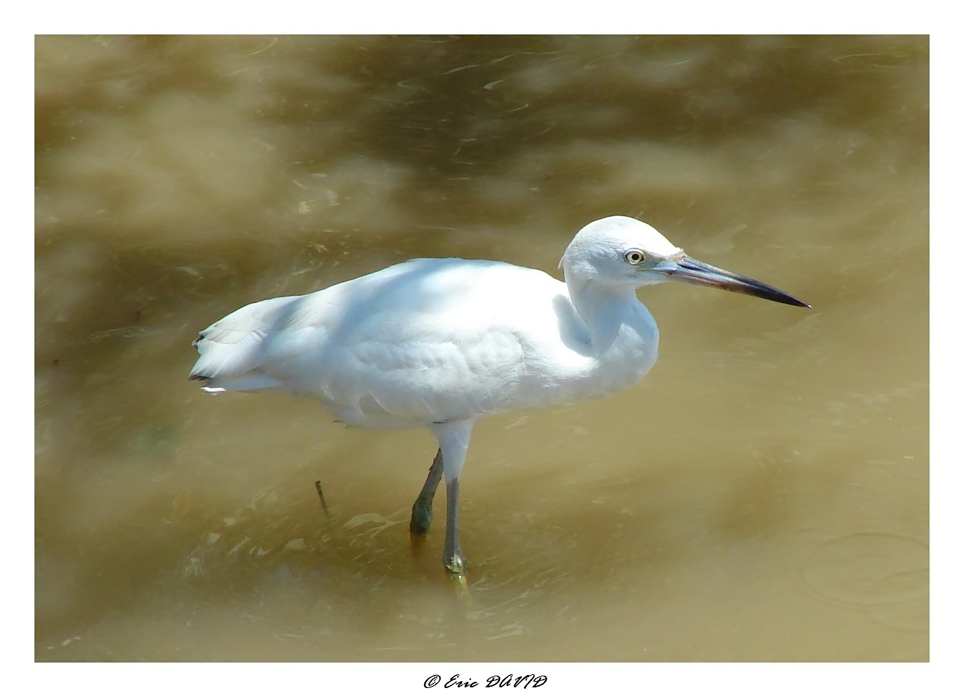 Fonds d'cran Animaux Oiseaux - Aigrettes Aigrette blanche