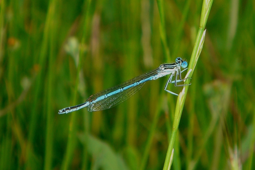 Fonds d'cran Animaux Insectes - Libellules 