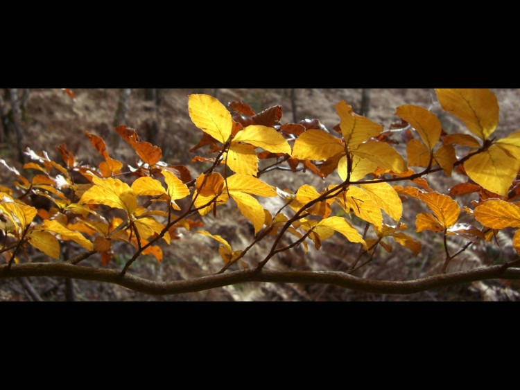 Fonds d'cran Nature Feuilles - Feuillages Autumn leaves