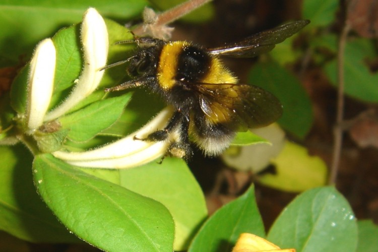 Fonds d'cran Animaux Insectes - Abeilles Gupes ... Wallpaper N183066