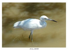 Wallpapers Animals Aigrette blanche