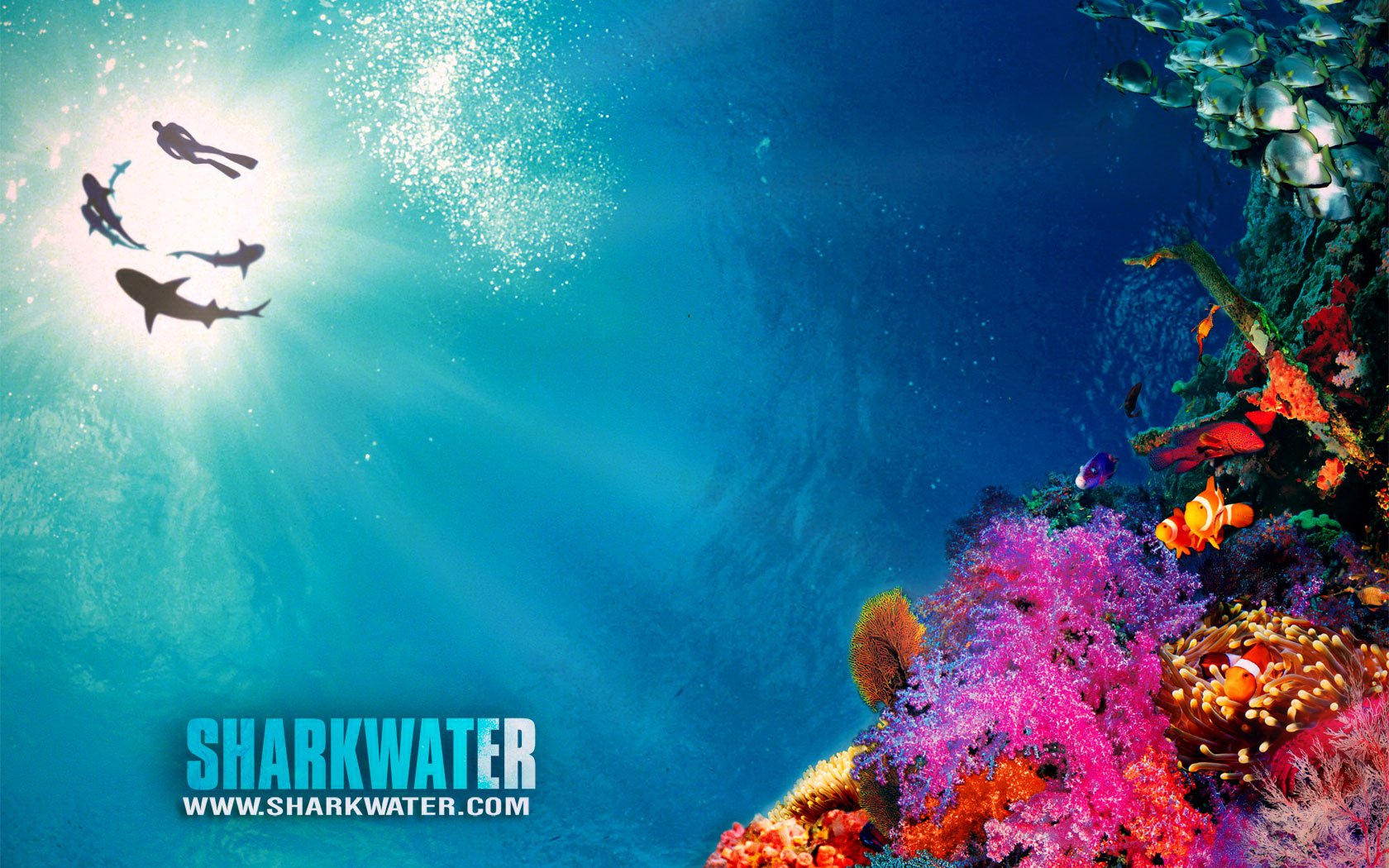 Wallpapers Movies Sharkwater 