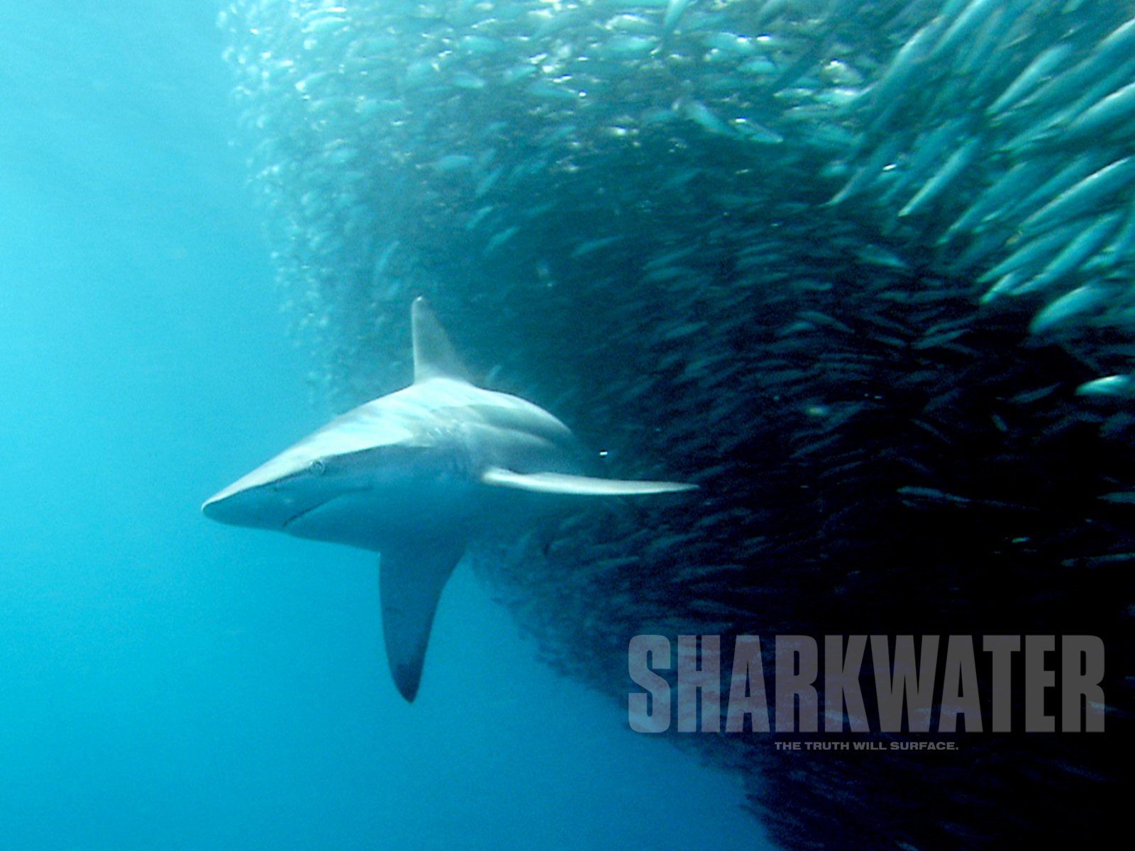 Wallpapers Movies Sharkwater 