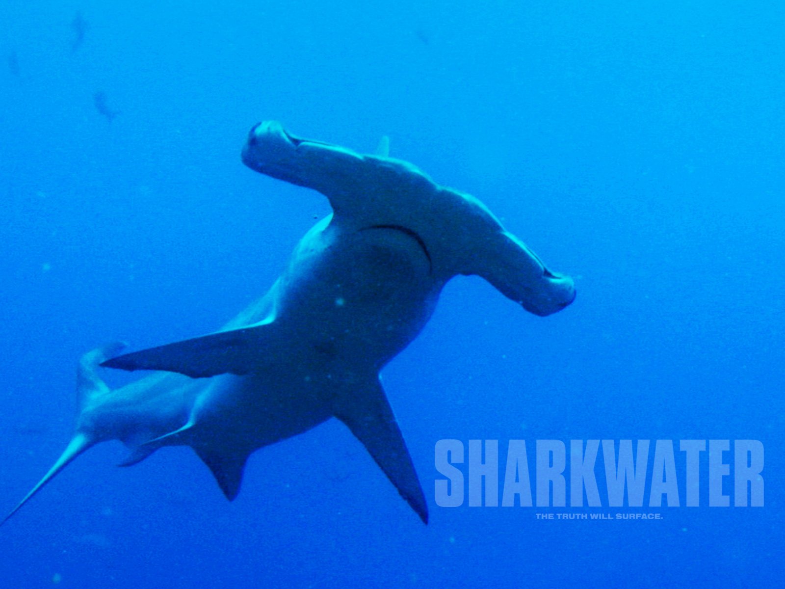 Wallpapers Movies Sharkwater 