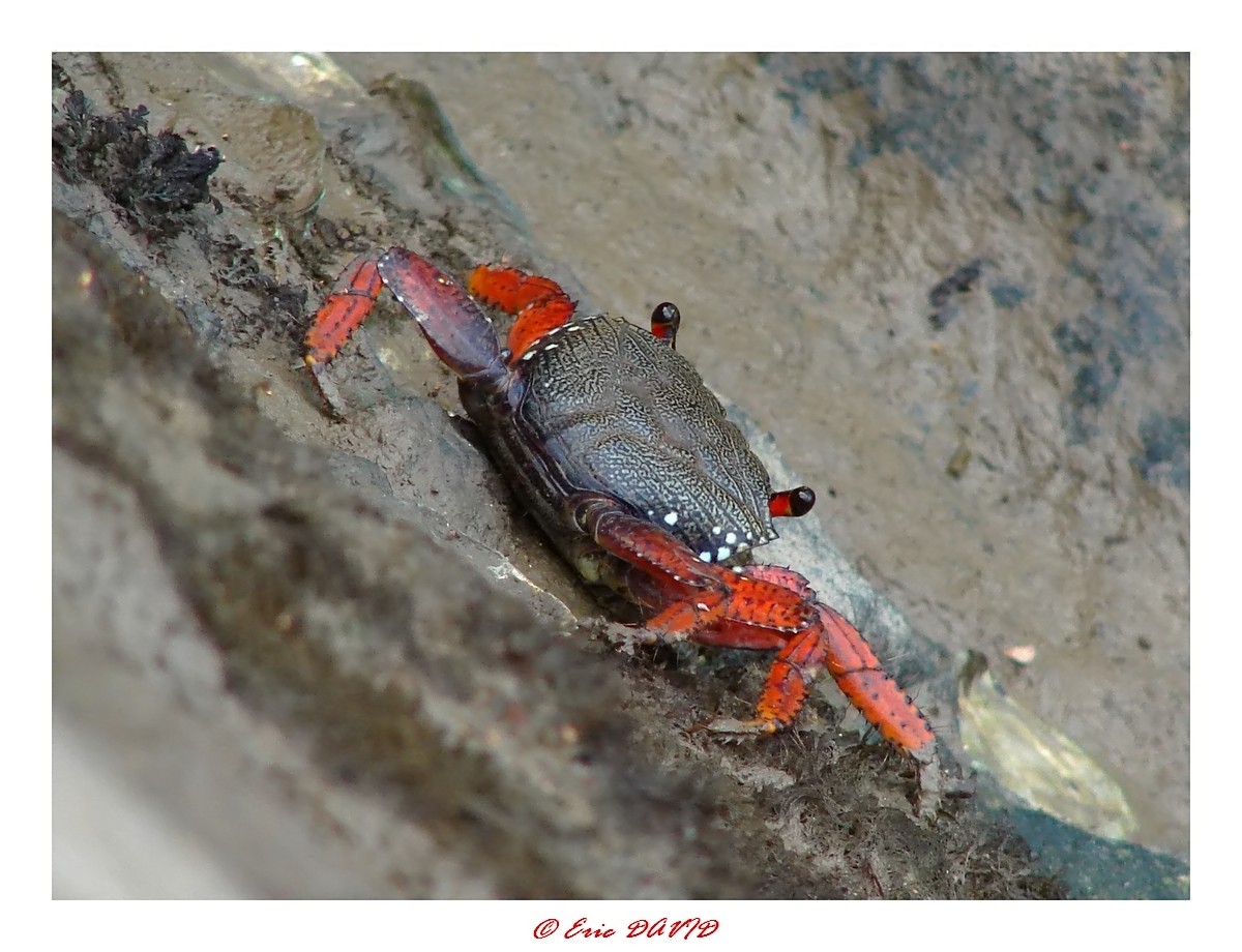 Fonds d'cran Animaux Vie marine - Poissons Crabe