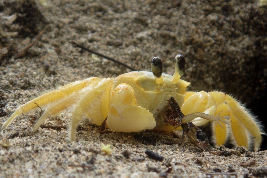 Fonds d'cran Animaux Vie marine - Poissons 