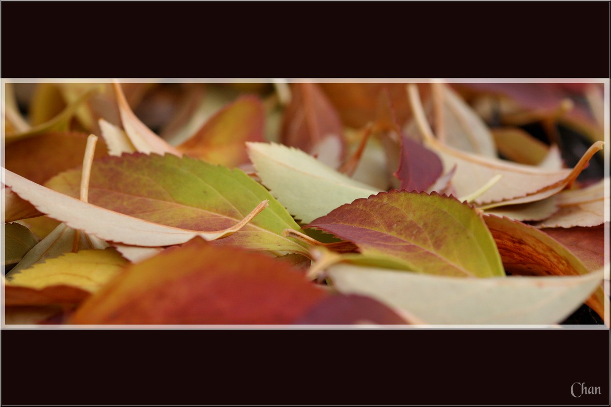 Fonds d'cran Nature Feuilles - Feuillages Automne - court mtrage