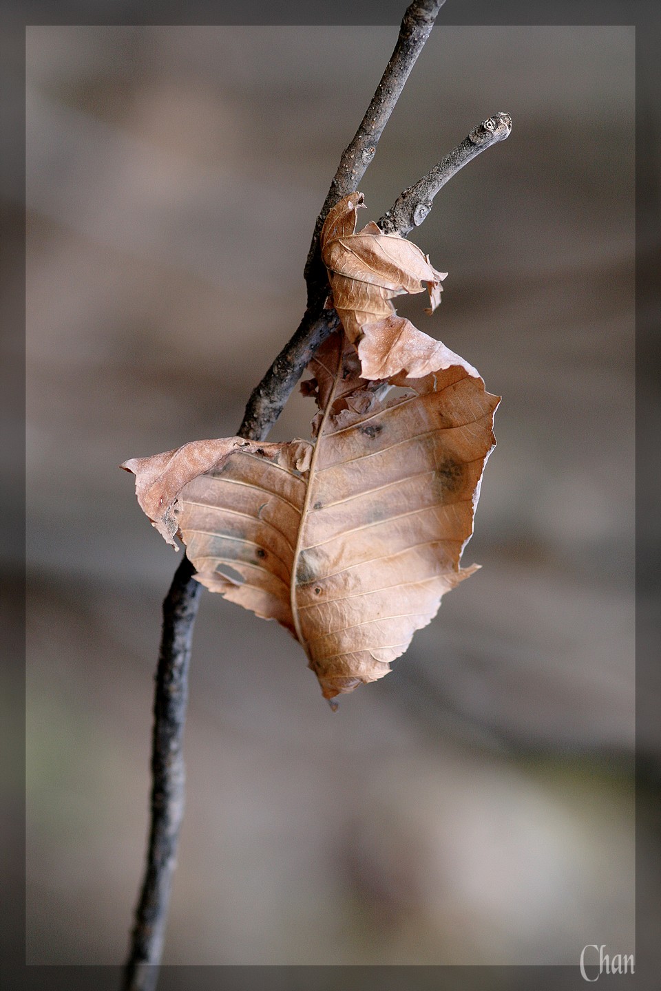 Wallpapers Nature Leaves - Foliage Fin