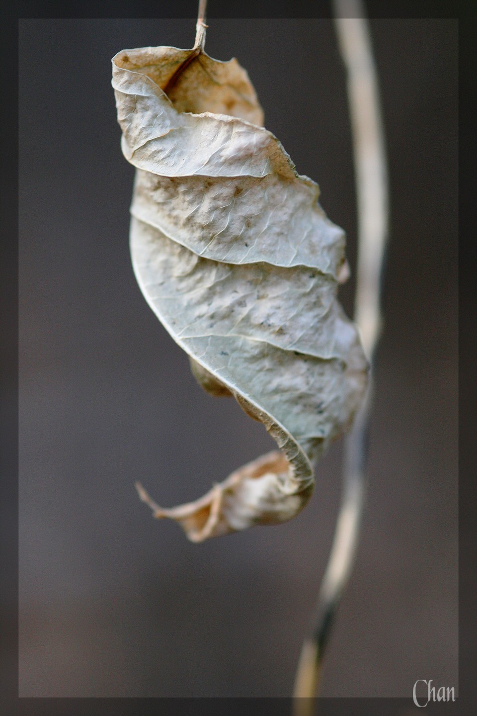 Fonds d'cran Nature Feuilles - Feuillages Fin