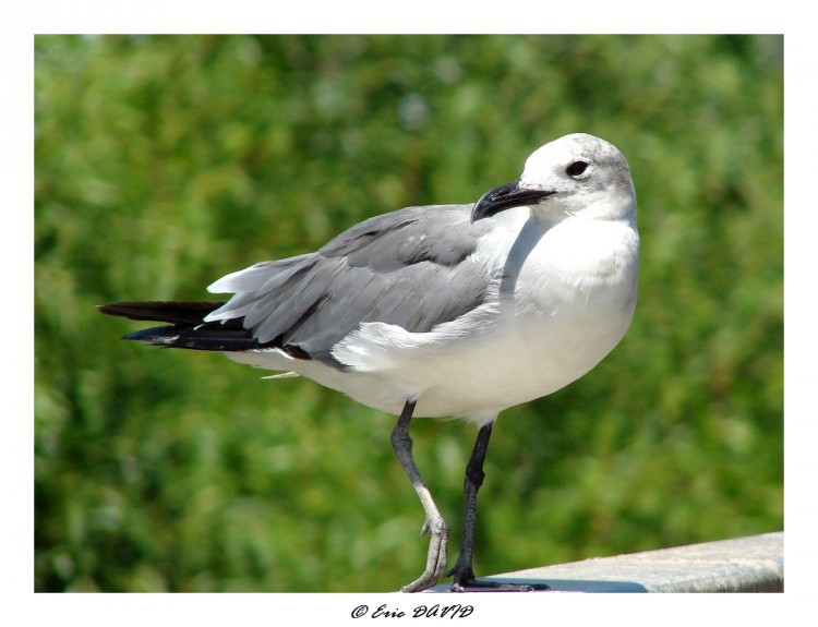 Wallpapers Animals Birds - Gulls Mouette