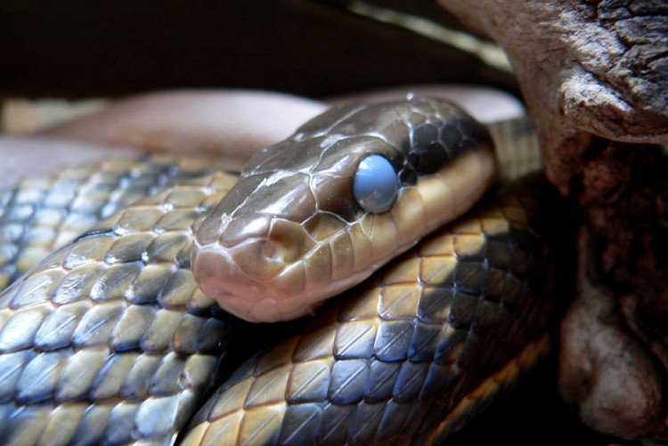 Fonds d'cran Animaux Serpents elaphe taenuria phase d'avant mue