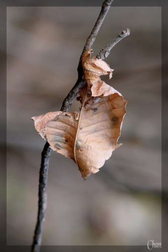 Wallpapers Nature Leaves - Foliage Fin