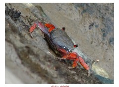 Fonds d'cran Animaux Crabe