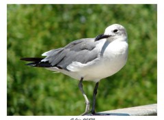 Wallpapers Animals Mouette