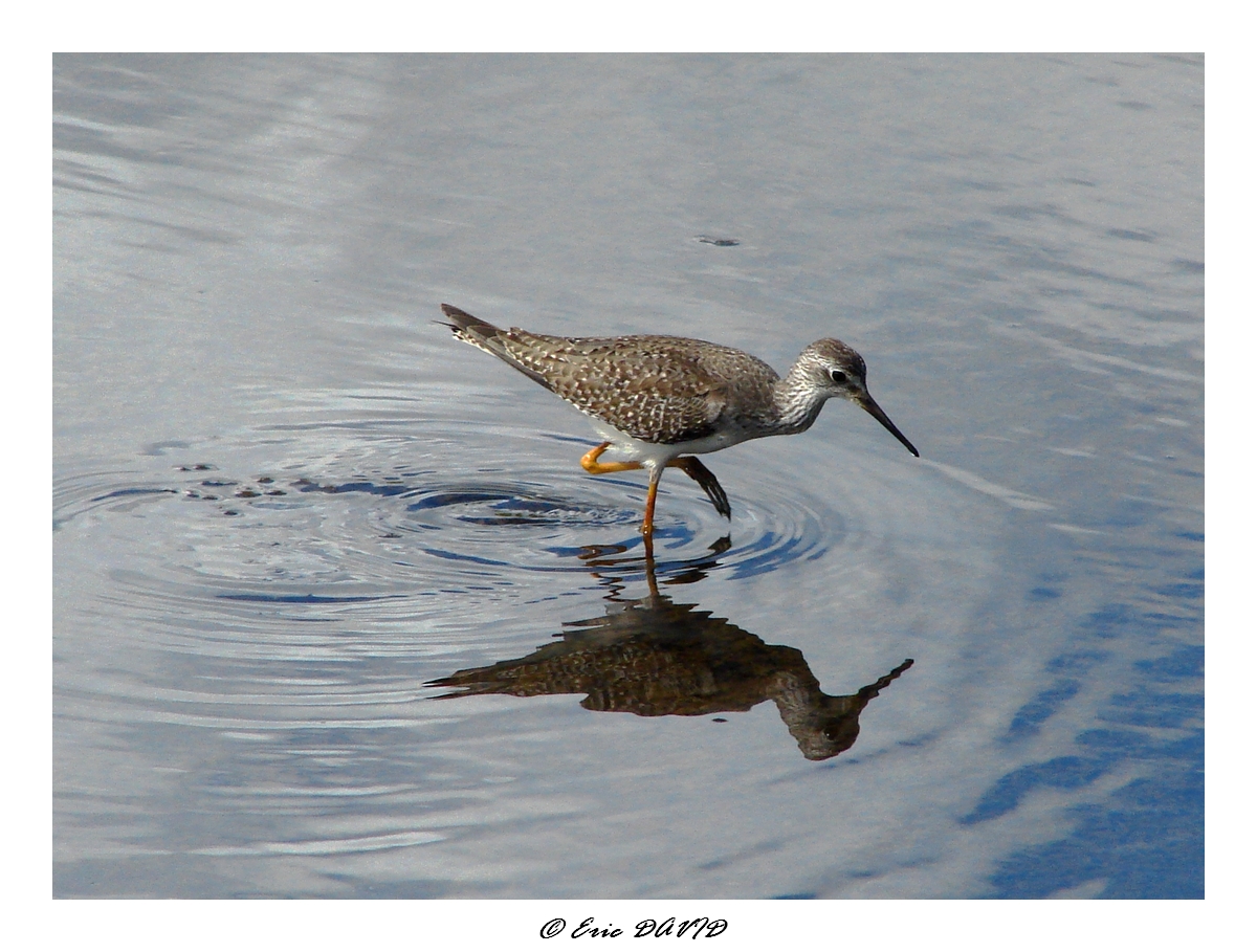 Fonds d'cran Animaux Oiseaux - Limicoles Bcassine