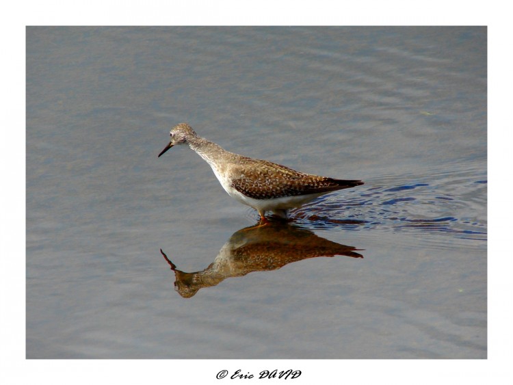 Fonds d'cran Animaux Oiseaux - Limicoles Wallpaper N183523