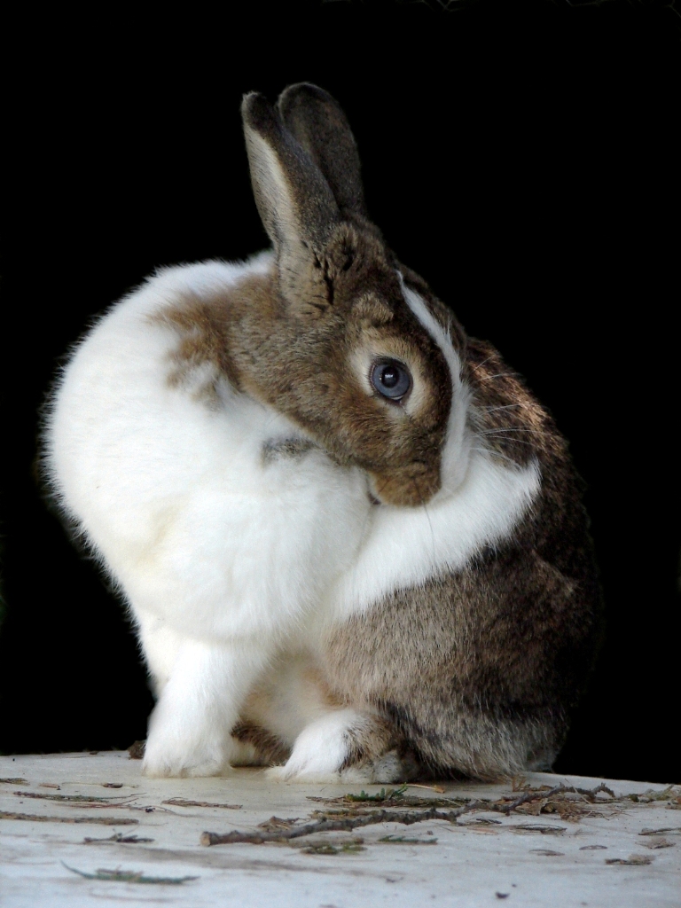 Fonds d'cran Animaux Lapins - Livres waouu chui la plus belle !!!