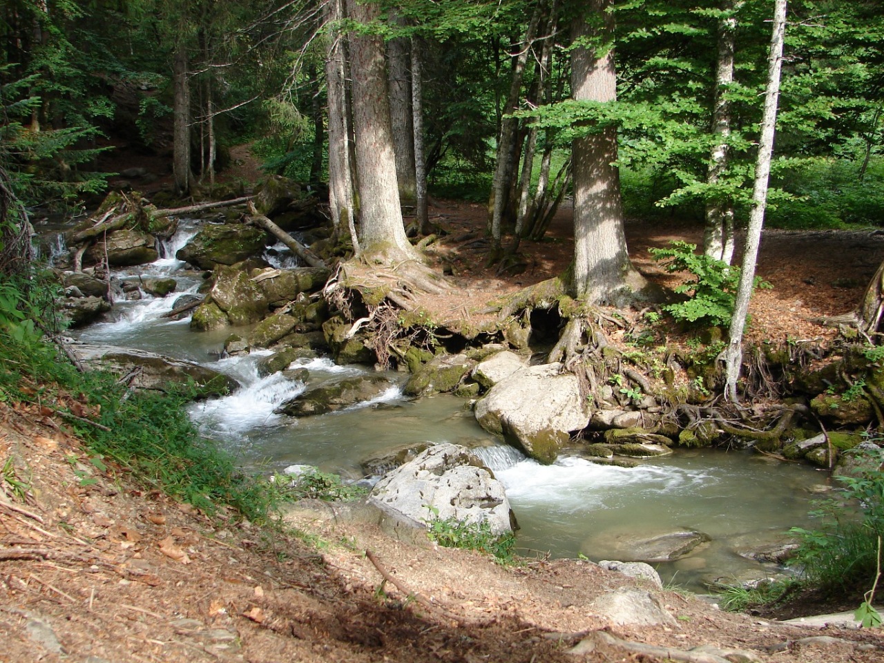 Fonds d'cran Nature Arbres - Forts ho calme !