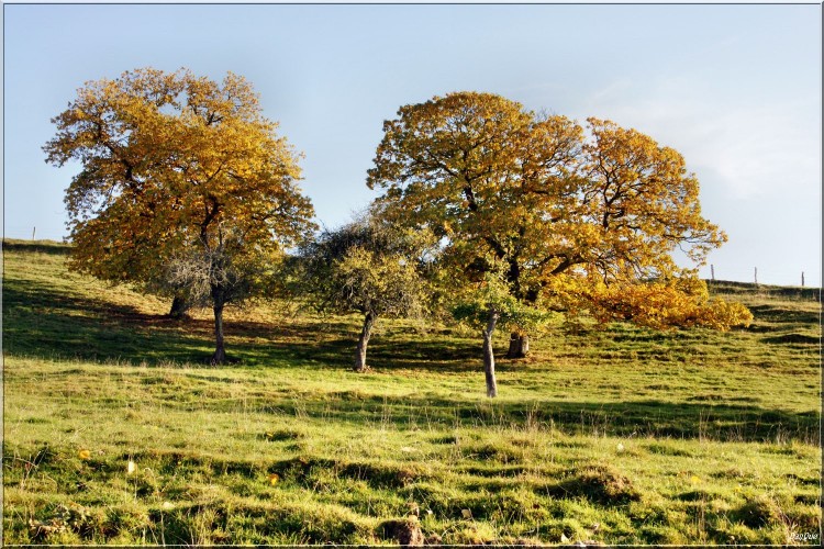 Wallpapers Nature Trees - Forests Tons d'automne