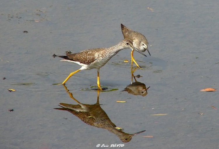 Wallpapers Animals Birds - Shorebirds Clopin clopant