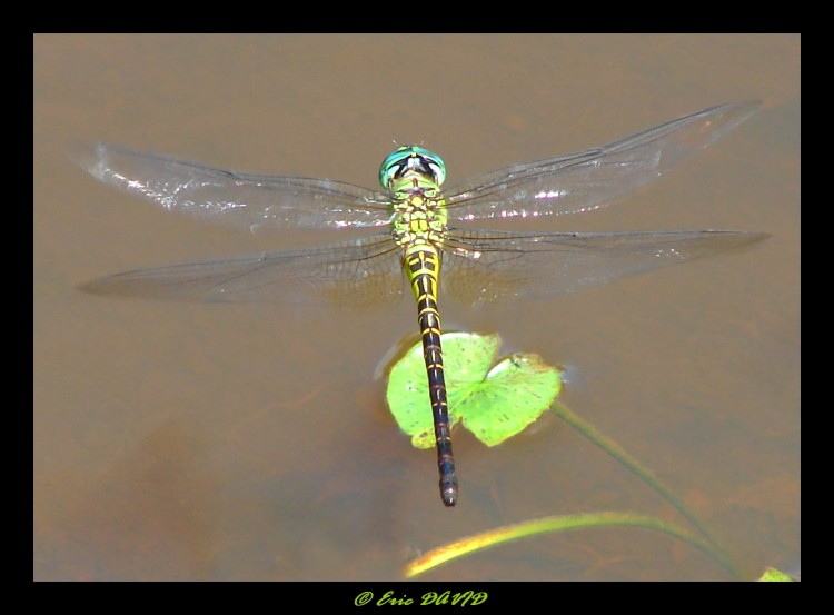 Wallpapers Animals Insects - Dragonflies Demoiselle du marais